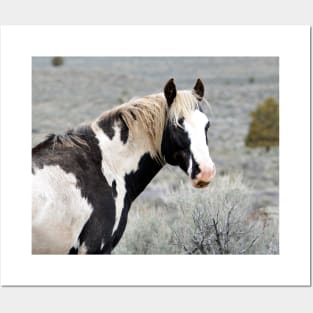 South Steens Wild Stallion Maestro Posters and Art